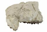 Bargain, Fossil Oreodont (Merycoidodon) Skull - South Dakota #269891-2